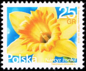 Colnect-4897-247-Daffodil-Narcissus-jonquilla.jpg