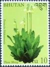 Colnect-2461-107-Primula-sikkimensis.jpg