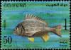 Colnect-2025-422-Spotted-Yellowfin-Seabream-Acanthopagrus-sheim.jpg