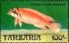 Colnect-6219-204-Chalinochromis-brichardi.jpg