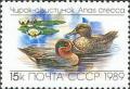 Colnect-580-240-Green-winged-Teal-Anas-crecca.jpg