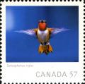 Colnect-768-301-Rufous-Hummingbird-Selasphorus-rufus.jpg