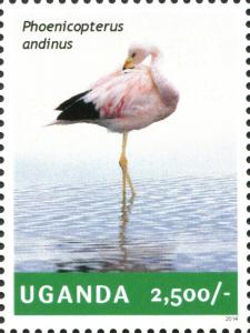 Colnect-4804-825-Andean-Flamingo-Phoenicoparrus-andinus.jpg