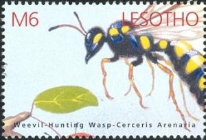 Colnect-1618-187-Weevil-Hunting-Wasp-Cerceris-arenaria.jpg