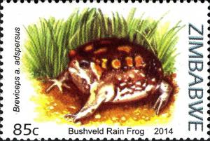 Colnect-3049-994-Bushveld-Rain-Frog-Breviceps-adspersus.jpg