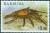 Colnect-1801-116-Caribbean-Spiny-Lobster-Panulirus-argus.jpg