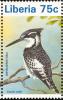 Colnect-1641-801-Pied-Kingfisher-Ceryle-rudis.jpg