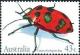 Colnect-1952-553-Cotton-Harlequin-Bug-Tectocoris-diophthalmus.jpg