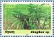 Colnect-2044-310-Zingiber-sp-Ginger.jpg