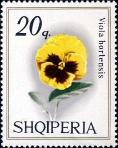 Colnect-1409-228-Pansy-Viola-tricolor-hortensis.jpg