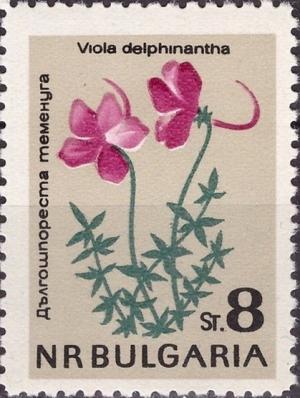 Colnect-3169-098-Larkspur-Violet-Viola-delphinioides.jpg