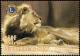 Colnect-5217-116-Lion-Panthera-leo.jpg