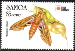 Colnect-3637-808-Hippotion-celerio.jpg