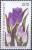 Colnect-776-044-Tulipa-armena-violet.jpg