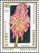 Colnect-3343-978-Kniphofia-isoetfolia.jpg