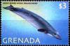Colnect-4545-543-Baird-s-beaked-whale.jpg