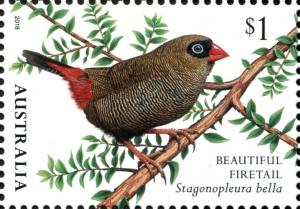 Colnect-5104-285-Beautiful-Firetail-Stagonopleura-bella.jpg