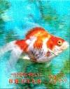 Colnect-3014-803-Goldfish-Carassius-auratus.jpg