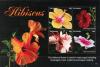 Colnect-4777-568-Hibiscus-rosa-sinensis.jpg