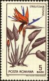 Colnect-5046-464-Bird-of-paradise-FlowerStrelitzia-reginae.jpg