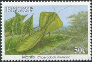 Colnect-2185-926-Leaf-Mantis-Choeradoris-strumaria.jpg