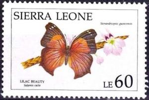 Colnect-2556-404-Lilac-Beauty-Salamis-cacta-Stenandriopsis-guineensis.jpg