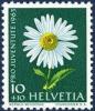 Colnect-3030-456-Shasta-Daisy-Chrysanthemum-maximum.jpg