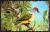 Colnect-2925-984-Cook-Islands-Fruit-Dove-Ptilinopus-rarotongensis.jpg