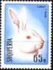Colnect-1409-862-Domestic-Ermine-Rabbit-Oryctolagus-cuniculus-f-domestica.jpg