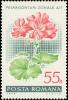 Colnect-4833-061-Garden-geranium-Pelargonium-zonale-hybr.jpg