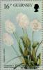 Colnect-126-033-Gosselin-Joshua---Lagurus-ovatus.jpg