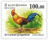 Colnect-4978-112-Sri-Lankan-junglefowl-Gallus-lafayetii.jpg