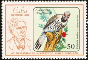 Colnect-2133-166-Northern-Cuban-Flicker-Colaptes-auratus-chrysocaulosus.jpg
