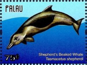 Colnect-4950-837-Shepherd-s-Beaked-Whale-Tasmacetus-shepherdi.jpg