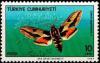 Colnect-748-248-Spurge-Hawk-moth-Celerio-euphorbiae.jpg
