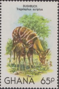 Colnect-1459-611-Bushbuck-Tragelaphus-scriptus.jpg