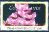 Colnect-4070-106-Phalaenopsis-cultivar.jpg