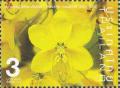 Colnect-5906-788-Laburnum-Flower.jpg