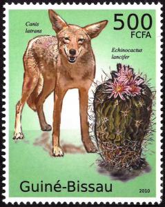 Colnect-5334-440-Coyote-Canis-latrans-Echinocactus-lancifer.jpg
