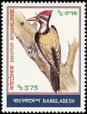 Colnect-1421-738-Black-rumped-Flameback-Dinopium-benghalense.jpg