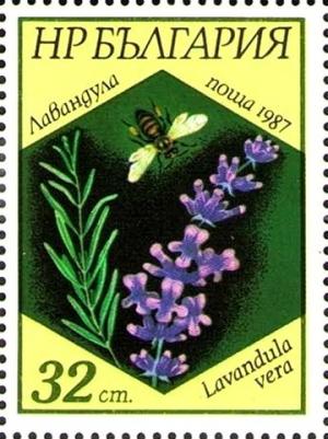 Colnect-4823-983-English-lavender-Lavandula-vera.jpg