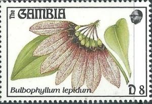 Colnect-2823-901-Bulbophyllum-lepidum.jpg