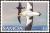 Colnect-1766-841-Short-tailed-Albatross-Phoebastria-albatrus.jpg