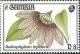 Colnect-2823-901-Bulbophyllum-lepidum.jpg