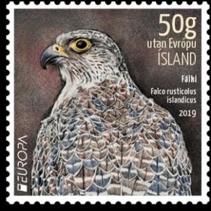 Colnect-5745-462-Gyrfalcon-Falco-rusticolus.jpg