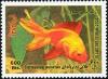 Colnect-1592-465-Breed-Form-of-Goldfish-Carassius-auratus-auratus.jpg