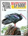 Colnect-3566-013-Southern-Bald-Ibis---Geronticus-calvus.jpg