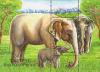 Colnect-1611-176-Asian-Elephant-Elephas-maximus.jpg