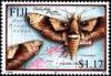 Colnect-3453-713-Moth-Deilephia-placida-torenia-.jpg