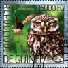 Colnect-3638-265-Little-Owl-Athene-noctua.jpg